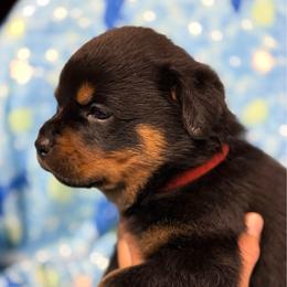 Boy 2 - Black and mahogany male Rottweiler puppy in Newfoundland, Pennsylvania from Poconopaws