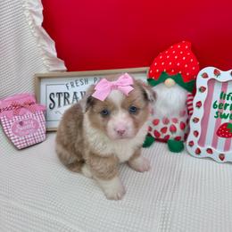 Fluffy- Iris - Sable merle and white female American Corgi puppy in Waskom, Texas from Piney Woods Corgis