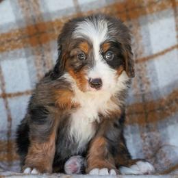 Auger - Merle male Bernedoodle puppy in Dundee, Ohio from Down Home Doodle