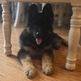 Girl 1 - female German Shepherd puppy in Grants Pass, Oregon from Elite Von Haus German Shepherds