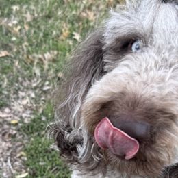 Labradoodles from Upper Echelon