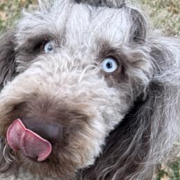 Labradoodles from Upper Echelon