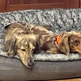 Rye - Dachshund