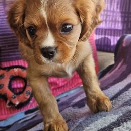 Arami - Ruby female Cavalier King Charles Spaniel puppy in Utah from Parker Puppies