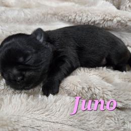 Juno - Black female Shih Tzu puppy in Corona, California from Ju Shih Tzu