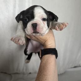 Boston Terrier Puppies from Brave Little Bostons in South Carolina