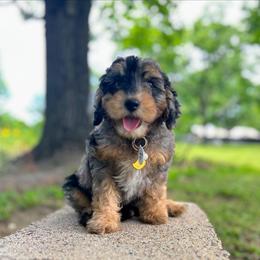 Dixie - Merle female Goldendoodle puppy in Pittsburg, Texas from Grace Springs Goldendoodles