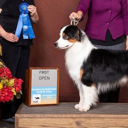 Australian Shepherds and Great Danes from Winners Circle Kennel