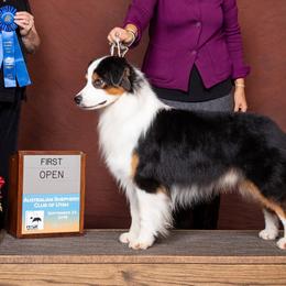 Australian Shepherds and Great Danes from Winners Circle Kennel