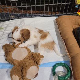 Donner - Blenheim Cavalier King Charles Spaniel puppy in West Valley, Utah from Criddle Mountain Cavaliers