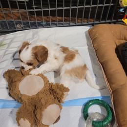 Donner - Blenheim Cavalier King Charles Spaniel puppy in West Valley, Utah from Criddle Mountain Cavaliers