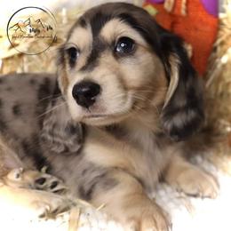 Dachshund Puppies from Bald Mountain Dachshunds