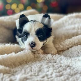 Dolphin - Black and white female Chinese Crested puppy in New Smyrna Beach, Florida from FronkLinn Kennel
