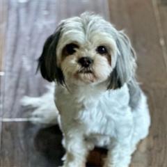 Lil’Miss - Mal-Shi