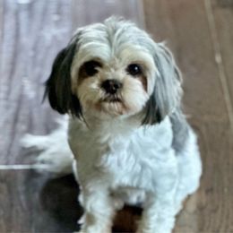 Lil’Miss - Mal-Shi