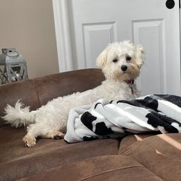 Skylar - Maltese