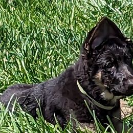 Light Green - German Shepherd puppy in Randallstown, Maryland from Aljan v. Pashen Kennels