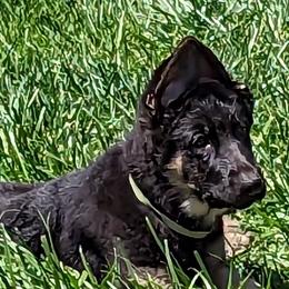 Light Green - German Shepherd puppy in Randallstown, Maryland from Aljan v. Pashen Kennels