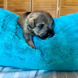 Pluto - Salt and pepper male Miniature Schnauzer puppy in Elk Grove, California from Meuser's Miniature Schnauzers