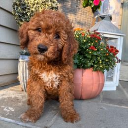 Queen - Red  female Goldendoodle puppy in North Franklin, Connecticut from Lynn's Goldens