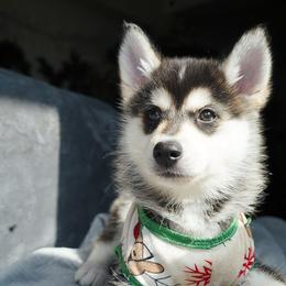 Romeo - Black and white Pomsky puppy in Los Angeles, California from CaliMex Pomskies
