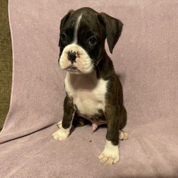 Clint Black - Brindle male Boxer puppy in Willard, North Carolina from Boone’s Boxers of North Carolina