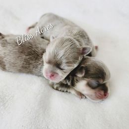 BLUE BOY 1 - Blue male Chihuahua puppy in Ponca City, Oklahoma from Bliss Acres Farm