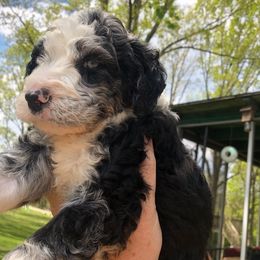 Aussiedoodles and Labradoodles from Doodle This Doodle That