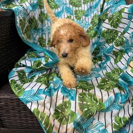 Sky - Cream female Goldendoodle puppy in Willits, California from Big Island Goldendoodles