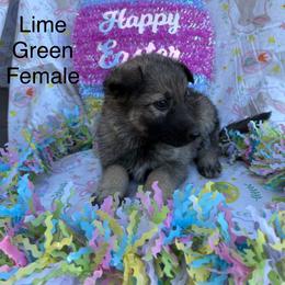 Girl 1 - Sable female German Shepherd puppy in Holladay, Tennessee from Mercedes Gumbel