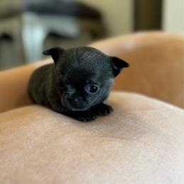 Girl 2 - Blue female Chihuahua puppy in Davenport, Florida from Clan Cordovathone