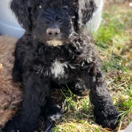 Aussiedoodle Puppies from Color Country Doodles