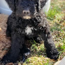 Aussiedoodle Puppies from Color Country Doodles