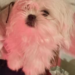 Bianca - White female Pekingese puppy in Calhan, Colorado from Millennium Falcon Kennels