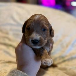 Piglet - Apricot female Goldendoodle puppy in Jacksonville, Florida from Dandelion Doodles