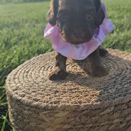 Mocha - Chocolate female Cavapoo puppy in Decatur, Illinois from Petite Pups