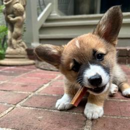 Jade - Red female Pembroke Welsh Corgi puppy in Birmingham, Alabama from Dalton Family Corgis