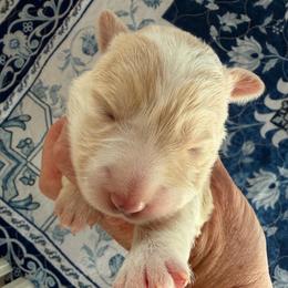 Dove - Gold female Border Collie puppy in Lakeview, Michigan from Haven Creek Farm