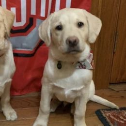 Labradoodles and Labrador Retrievers from Carroll Puppies