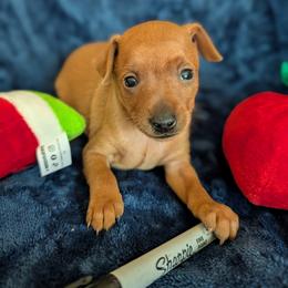 Chaz - Red male Miniature Pinscher puppy in Little River, South Carolina from Cheristar