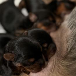 Yorkshire Terrier puppies from Yorkies of Escondido