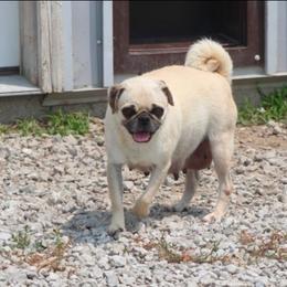 Reba - Pug