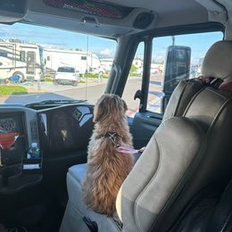 Goldendoodle All Grown Up from Golden Hearted Goldendoodles