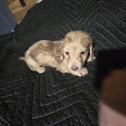 Boy 2 - Dapple male Dachshund puppy in Jackson's Gap, Alabama from Lake Martin Doxies