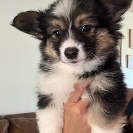 FLUFFY Tri female - Black and tan female Pembroke Welsh Corgi puppy in Clarksville, Tennessee from Cooler Farms Corgis