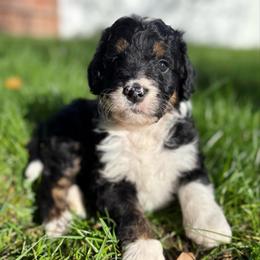 Cuddles - Tri-color female Bernedoodle puppy in Carlotta, California from Lost Coast Bernese Mountain Dogs
