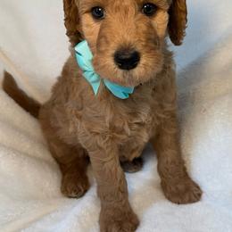 Teal Bow - Apricot male Goldendoodle puppy in Kingsville, Missouri from The Bruce Farm