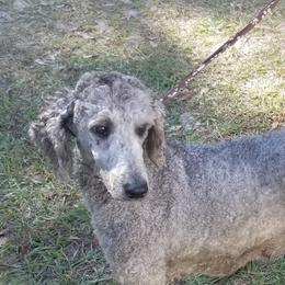Tootles  - Poodle