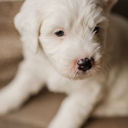Chip - Black and white male Bernedoodle puppy in Conroe, Texas from Cookie's Cuties