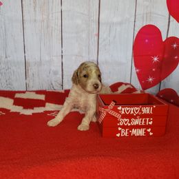 Poodle Puppies from Caboodles of Poodles